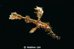 This is an ornate ghost pipe fish. Taken this June during... by Andrew Lim 